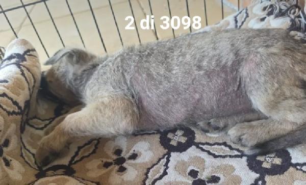 Cucciolo 2/3mesi UNICO SOPRAVVISSUT! COSENZA  Foto 3